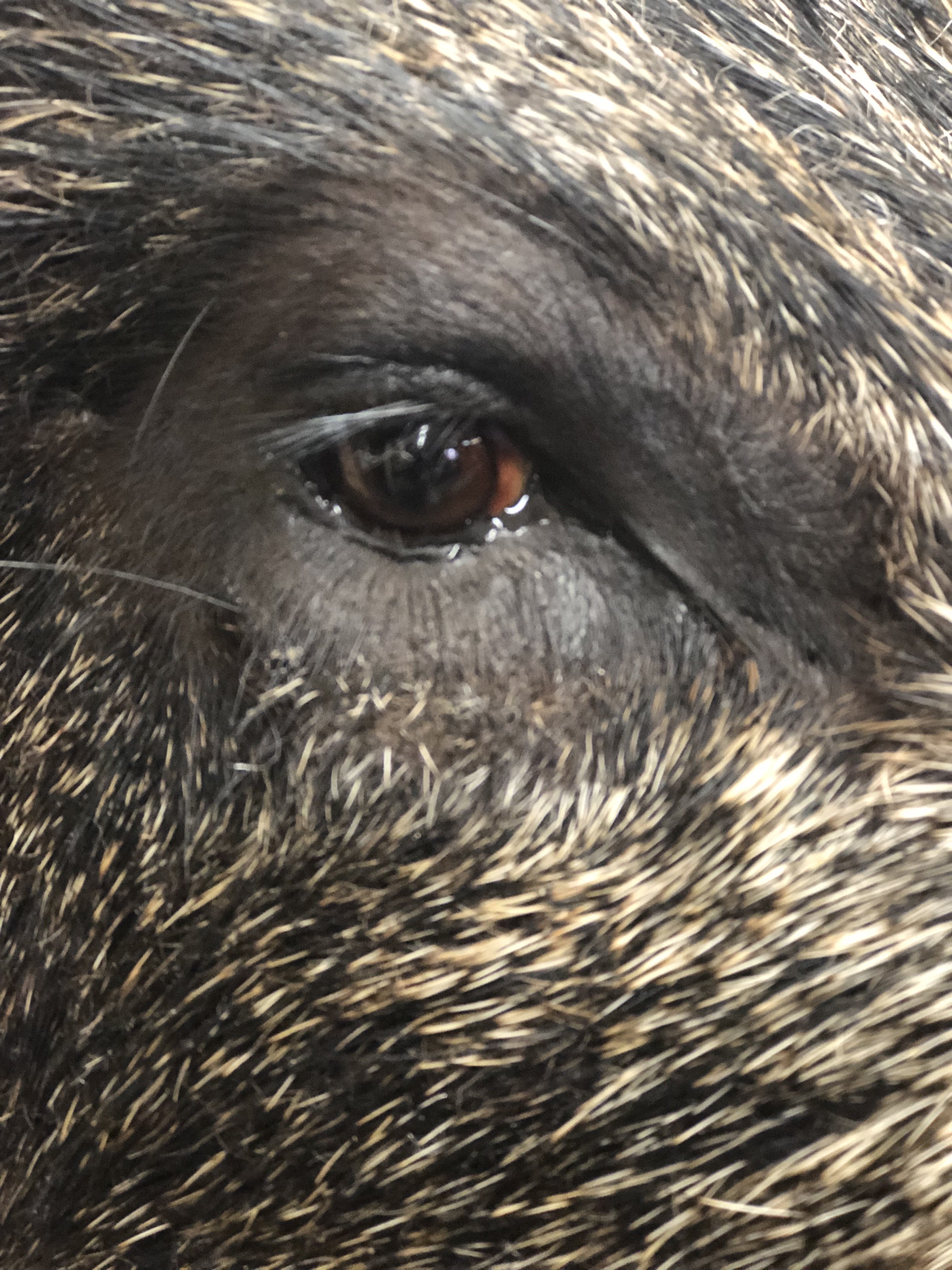 Boar Eye Detail