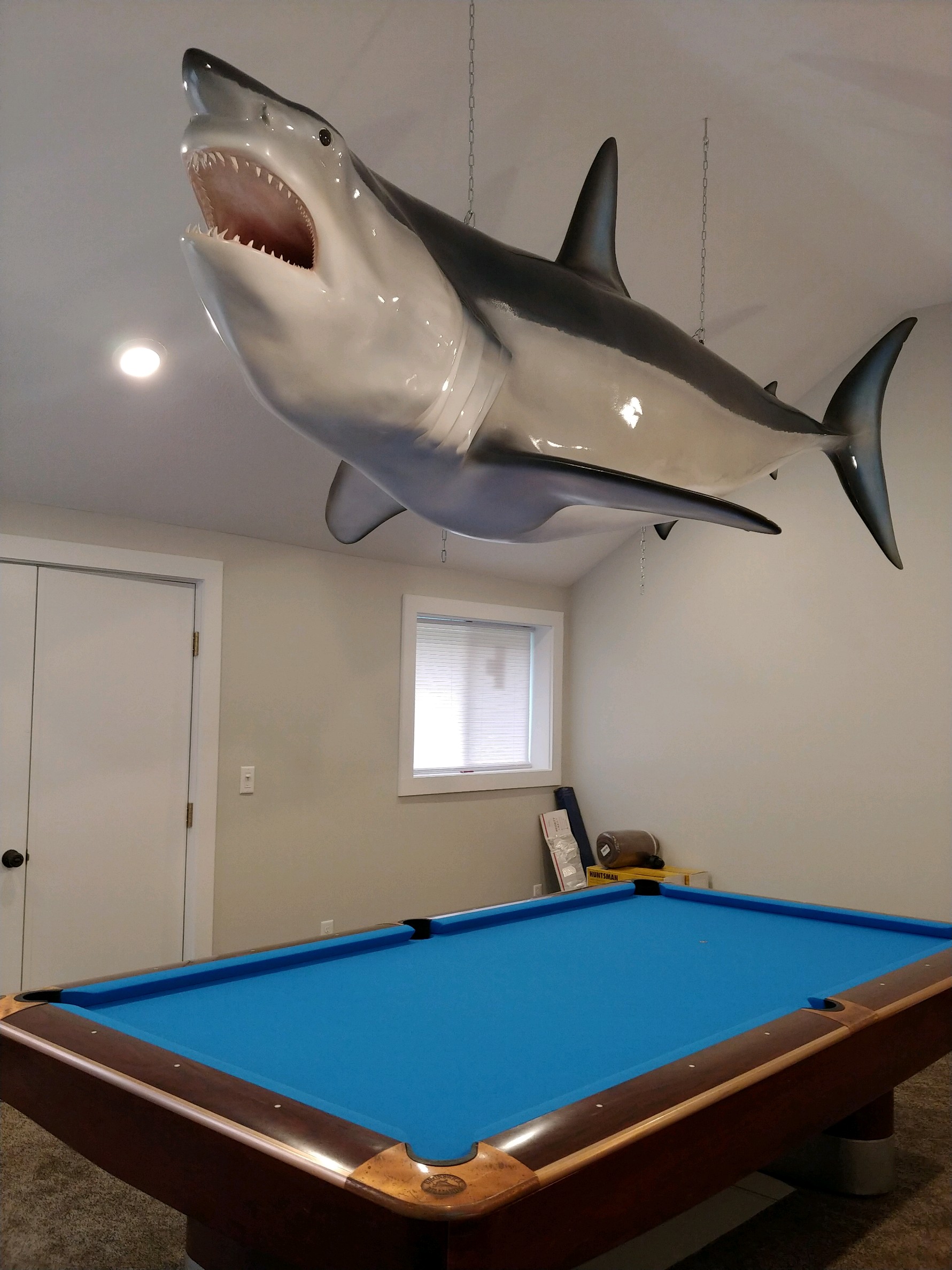 Mako Shark display
