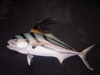 Roosterfish-Photo1