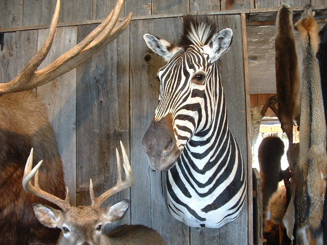 zebra-shoulder-mt